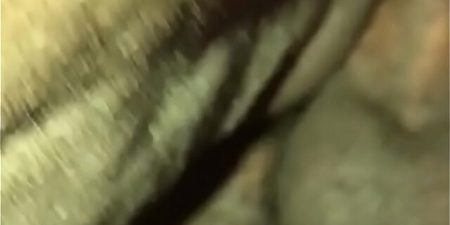 bbc,bbw