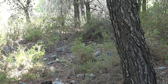 amateur,cumshot,french,hardcore,homemade,milf,nude,outdoor,public,sex,teen,wife